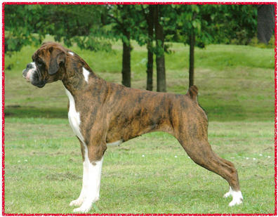 Lily 5 years and at home here with us , may return to ring after litter