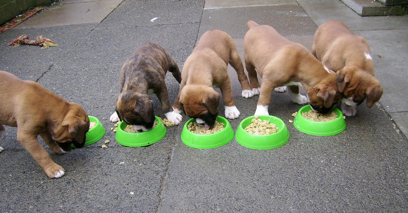 tia x shakatans resolution litter
