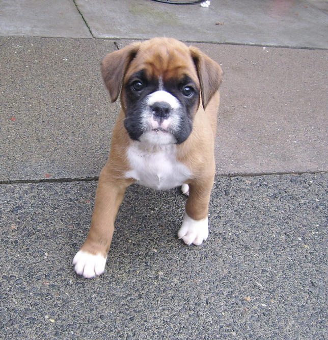 "rosie " at 5 weeks