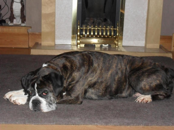 Stella 8 1/2 years lives with us