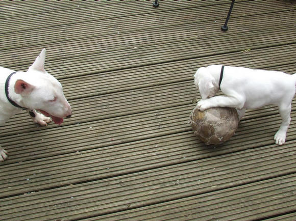 Lucy & spike
