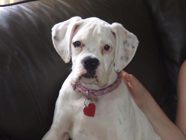 Lucy (stella x gryffe)