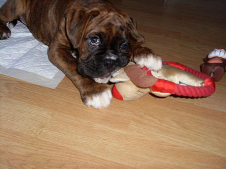 Reuben