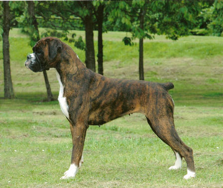 Rita show pic , now 5 1/2 years and still at home with us