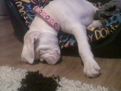 Roxy