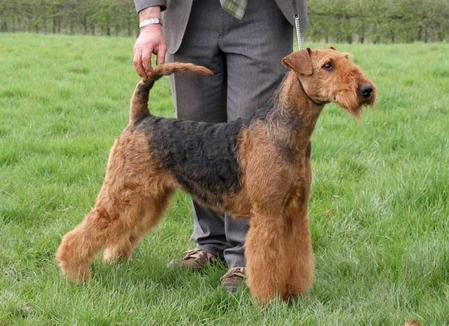 Standard airedale hot sale