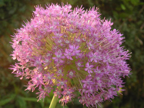 allium