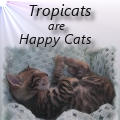 Happy Tropicats Kitten