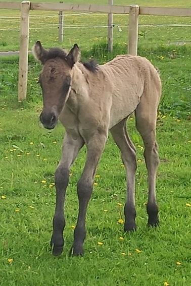 Valerock Maverick colt foal