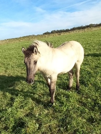 Valerock Enid Rose filly foal