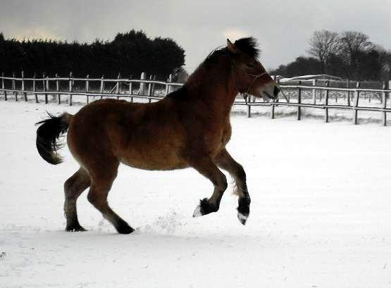 Valerock Miss Brodie in snowy Kent