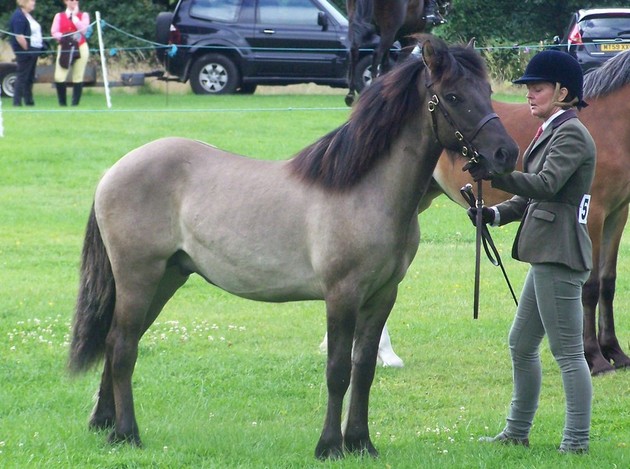 Valerock Ambassador yearling colt