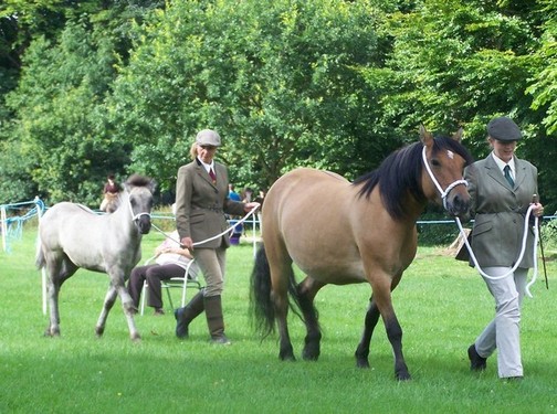 Valerock Miss Brodie and her filly foal Bridget