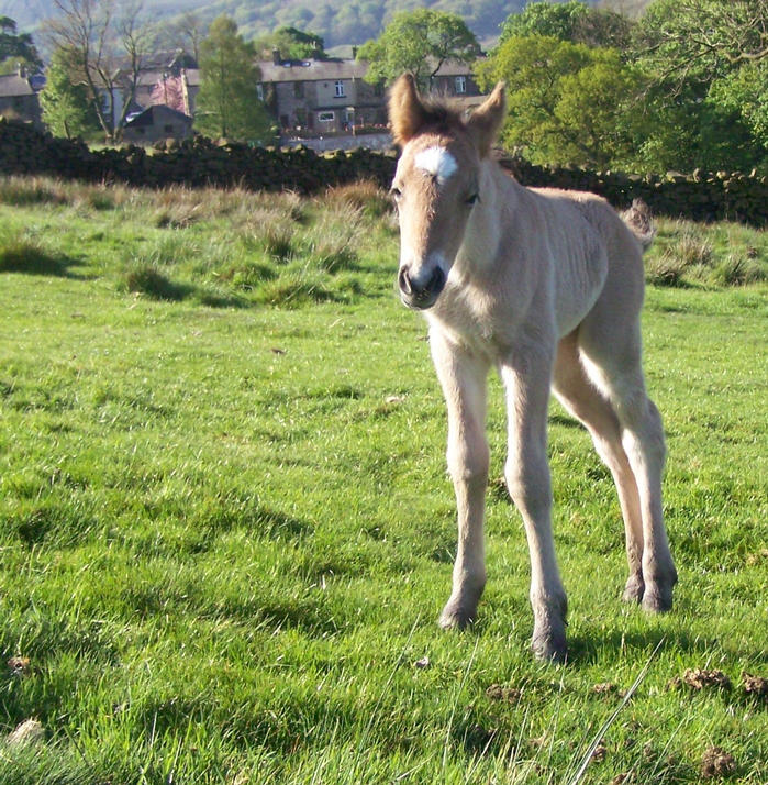 Bryonys colt foal