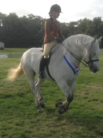 Valerock Thorn 6 year old gelding