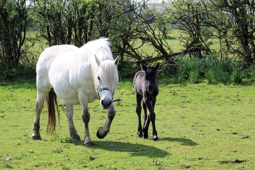 Trailtrow Rhuann's filly foal.