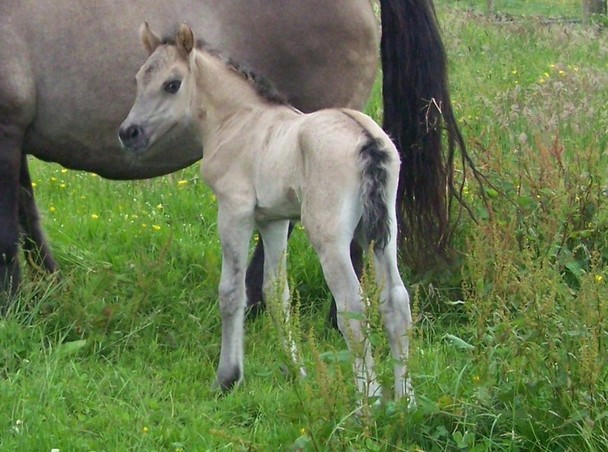 Mollys colt foal