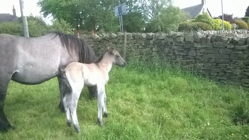 colt foal 