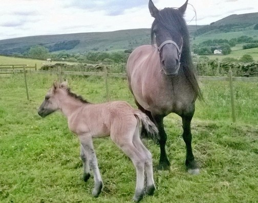 filly foal