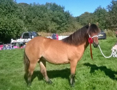 Valerock Buttercup yearling filly