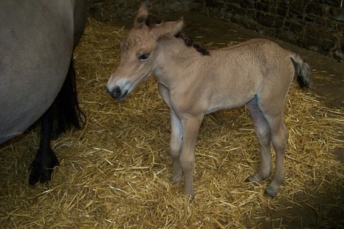 Bryony of Combebanks filly foal