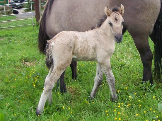 Monarch Bryony's colt foal