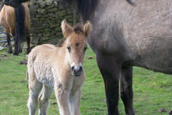 Olive Bryonys filly foal