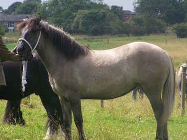 Valerock Brigid. Yearling filly. (Blairgowrie of Whitefield x Valerock Miss Brodie.)