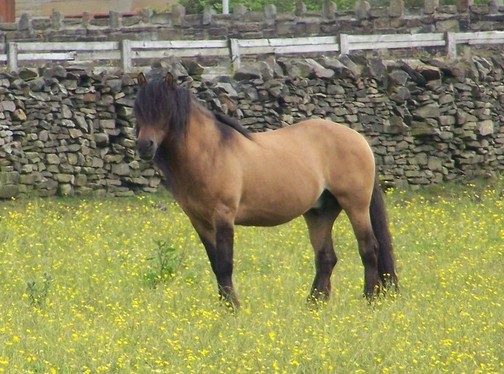 Duie yellow dun stallion