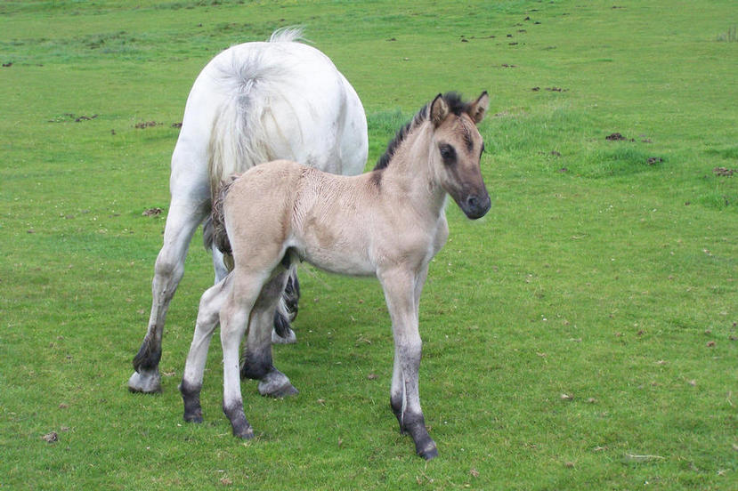Colt foal Jack