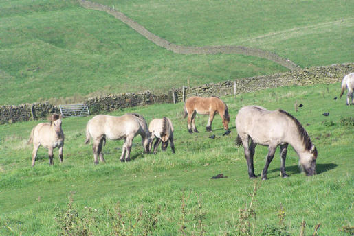 foals grazing