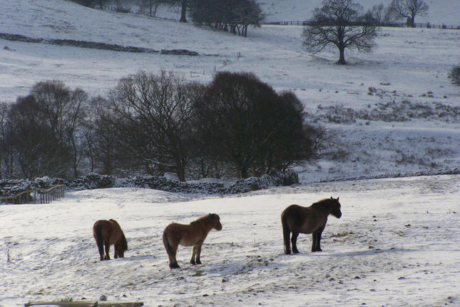 Bryony Ruby and Marsha