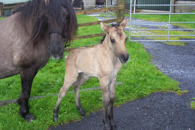 Mollys filly