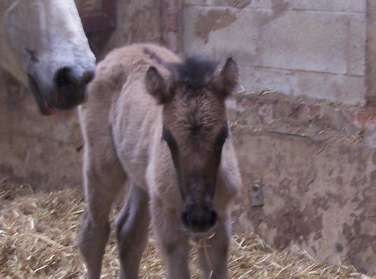 Pabbaydenes colt foal