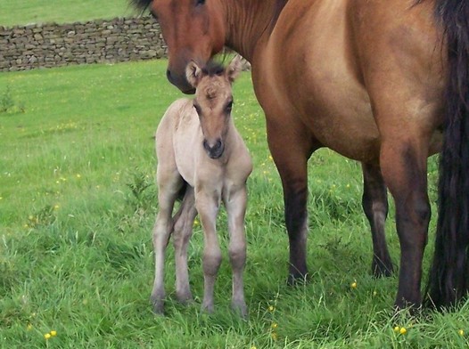 Valerock Sweet Briars colt foal new born