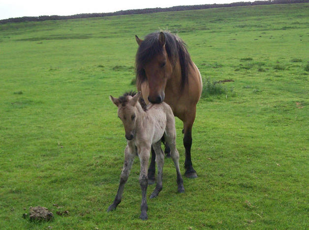 rubys filly new born