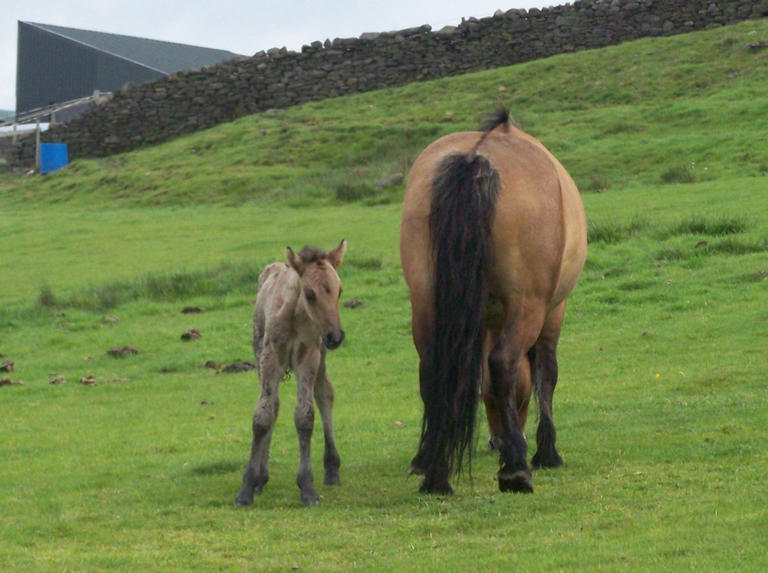 rubys filly