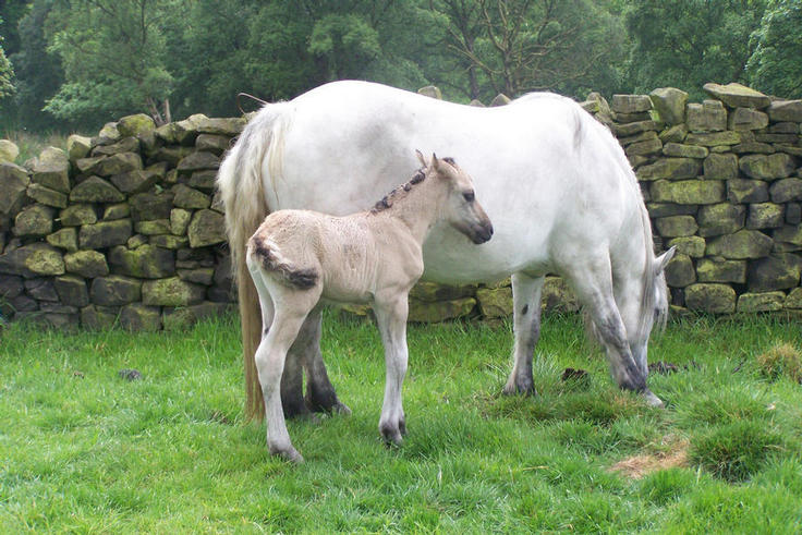 Velvets colt foal