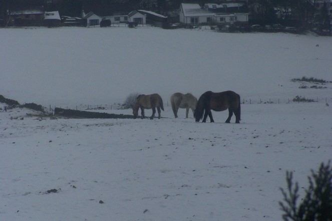 Mares and foals