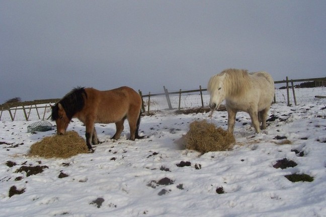 Blairgowrie and Brodie