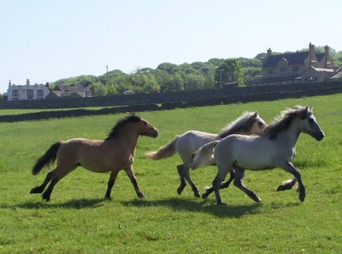 Yearlings having a gallop