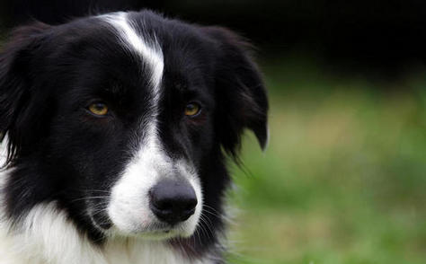 Border Collie