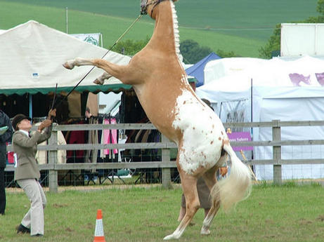 Ambassador Herts County 2010