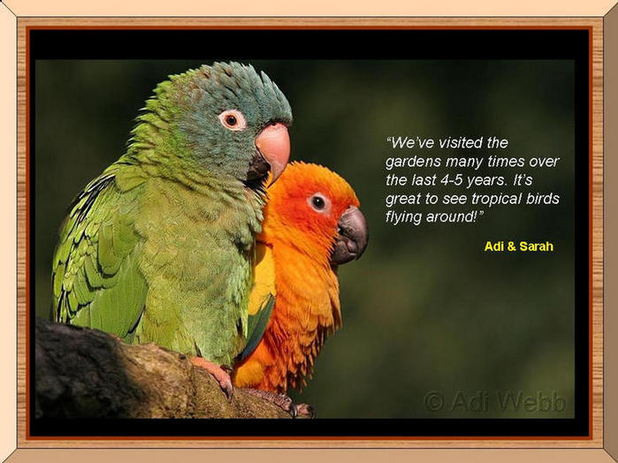 Photo of two parrots