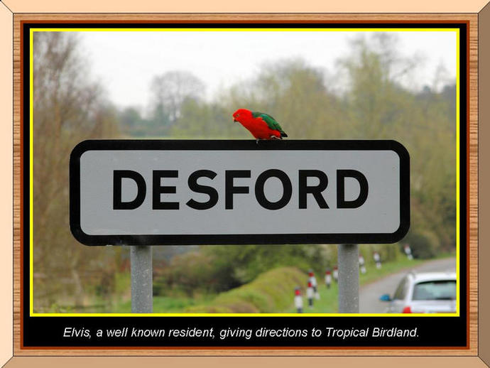 Photo of 'Elvis' on the Desford sign.
