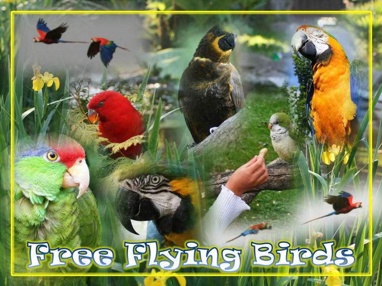 Free Flying Birds