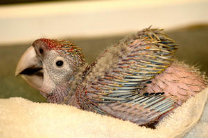 Scarlet macaw at 6 weeks