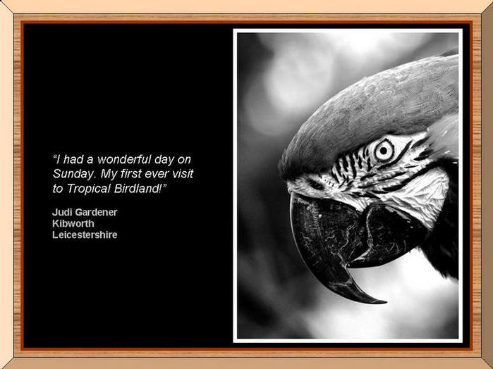Black and white photo of parrot.