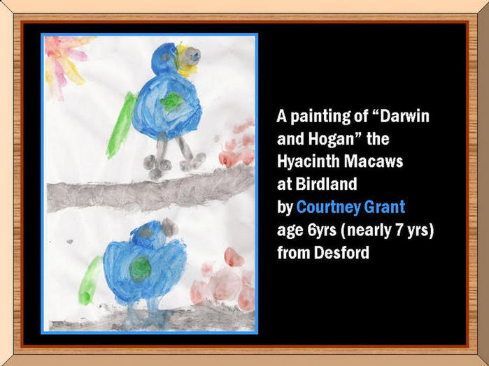 Painting of Hyacinth Macaws.