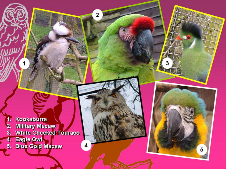 Pictures of birds that can be seen.